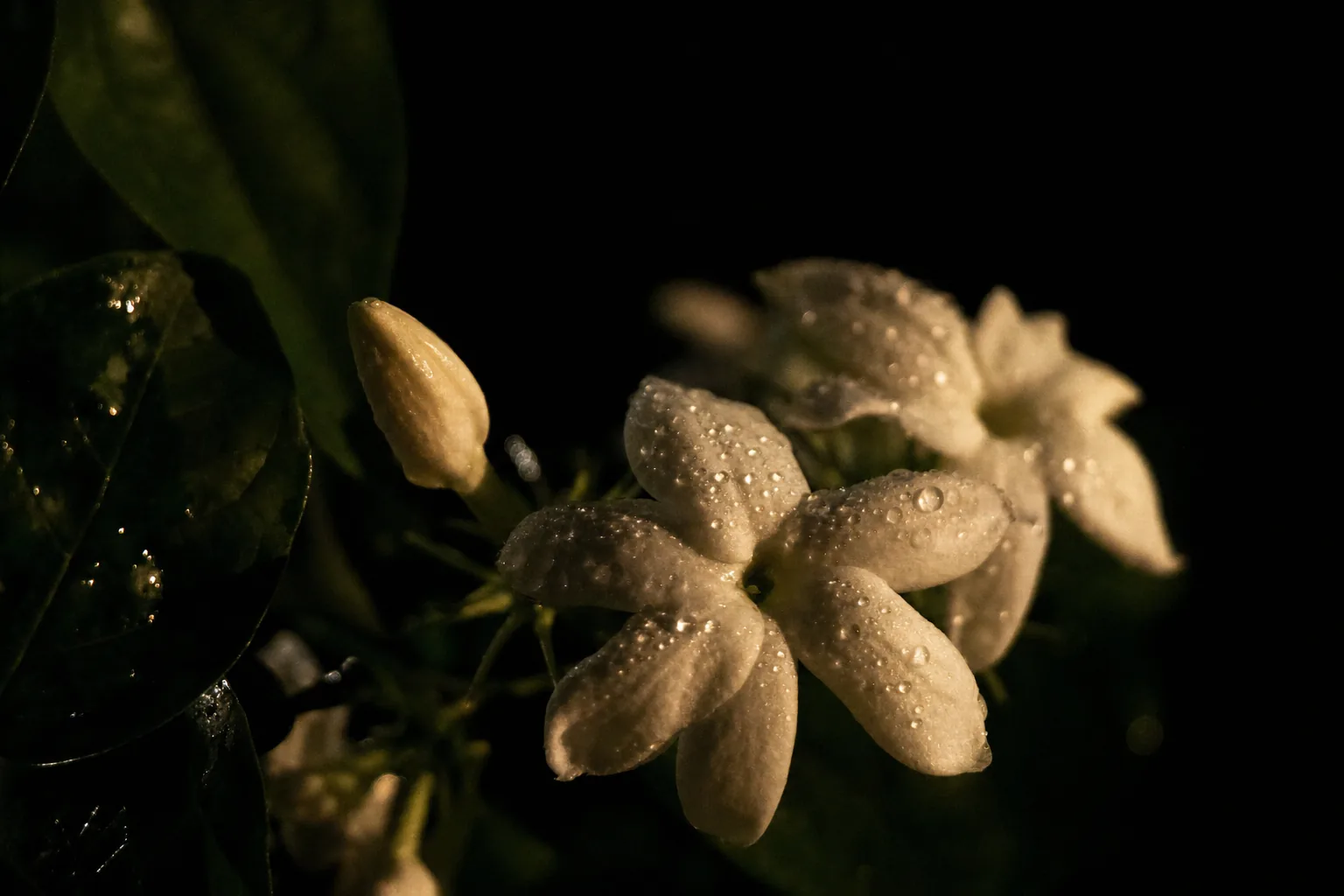 Fleurs de jasmin sambac perlées de rosée émergeant de l'ombre, la nuit